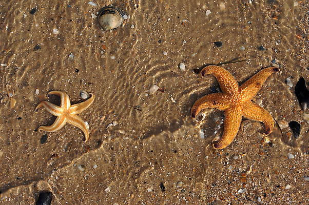 포토 JPG 해외이미지 무기 모래 바다 백그라운드 사람없음 물 껍질 죽음 수집 질감 깨짐 해외202004 해외포토 자연요소 컨셉 파일형식 이미지허브
