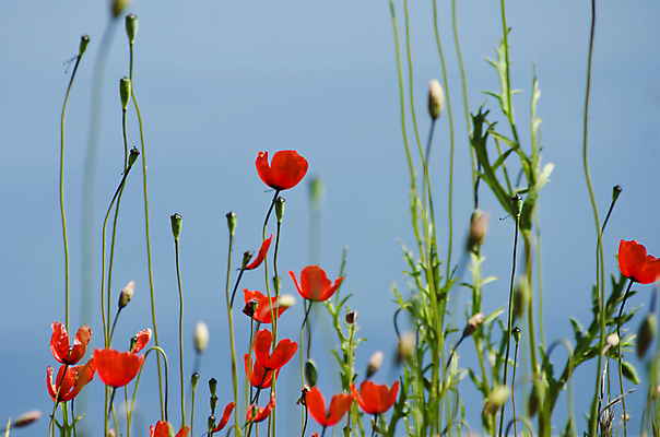 포토 JPG 해외이미지 식물 꽃잎 꽃 백그라운드 자연 하늘 사람없음 빨간색 여름 파란색 컬러풀 정원 개화 묘사 화단 양귀비 해외202004 해외포토 계절 컬러 생태계 파일형식 이미지허브