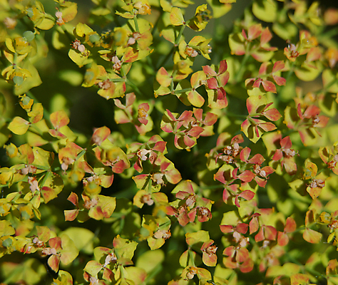 포토 JPG 해외이미지 식물 열매 꽃 잎 꽃무늬 농업 자연 사람없음 초록색 농장 정원 벚꽃 나뭇가지 신선 개화 닫기 유기농 내추럴 해외202004 해외포토 나무 웰빙 산업 컬러 무늬 모션 생태계 파일형식 이미지허브