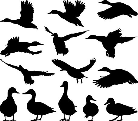 EPS 해외이미지 모양 동물 디자인 실루엣 야생동물 포즈 일러스트 자연 조류 오리 야외 세트 계란 검은색 흰색 수집 오브젝트 청둥오리 고립 엘리먼트 해외202004 해외일러스트 컬러 촬영기법 알 생태계 파일형식 벡터 이미지허브