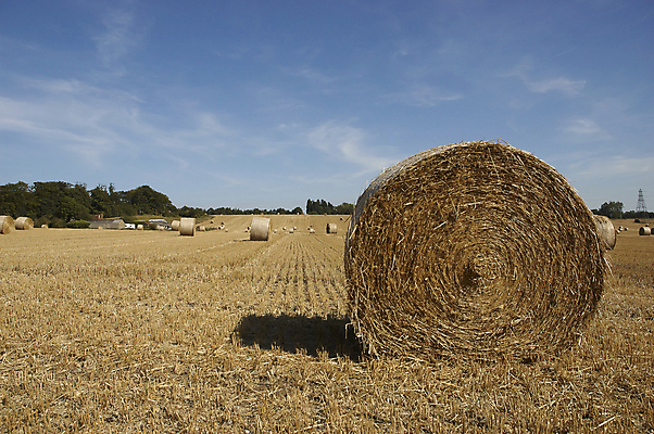 포토 JPG 해외이미지 밭 농업 자연 하늘 잉글랜드 풍경 사람없음 여름 파란색 농작물 햇빛 태양 농장 수확 농촌 원형 볏짚 밀 뭉치 카피스페이스 해외202004 해외포토 자연요소 도형 계절 산업 컬러 영국 곡류 공백 시골 짚 생태계 파일형식 이미지허브