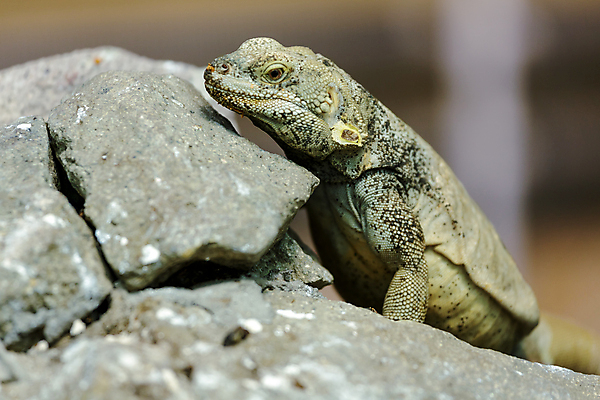 포토 JPG 해외이미지 식물 동물 척추동물 응시 시선 계절 유럽 야생동물 백그라운드 파충류 자연 벽지 사람없음 야외 초록색 빛 컬러풀 태양 머리 재킷 회색 닫기 피부 묘사 도마뱀 기어가기 해외202004 해외포토 자연요소 나라 컬러 모션 신체부위 외투 생태계 파일형식 이미지허브