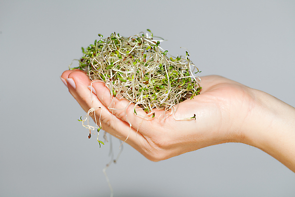 포토 JPG 해외이미지 식물 음식 백그라운드 잎 패턴 농업 다이어트 채소 재료 자연 추상 새로움 건조 건강 종류 씨앗 사람없음 초록색 새싹 주방 샐러드 수확 성장 흰색 신선 그룹 냄비 브로콜리 낟알 시리얼 유기농 질감 날것 뿌리 고립 대두 바이오 채식주의자 총각무 해외202004 해외포토 웰빙 산업 컬러 컨셉 무늬 솥 무 생태계 채식 파일형식 이미지허브