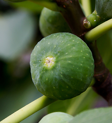 포토 JPG 해외이미지 식물 음식 잎 과일 디저트 건강 씨앗 사람없음 초록색 신선 달콤 섬유 무화과 영양소 해외202004 해외포토 컬러 직물 맛 파일형식 이미지허브