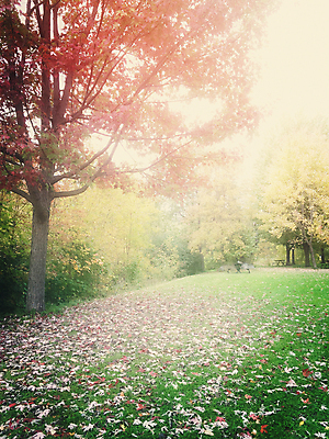 포토 JPG 해외이미지 나무 계절 공원 단풍 잎 캐나다 벤치 자연 탁자 풍경 잔디 사람없음 야외 목재 빨간색 세로 초록색 빛 컬러풀 햇빛 노란색 평화 보라색 침묵 안개 가을 시골 황금 떨어짐 숲 신비 10월 뿌연 해외202004 해외포토 식물 공공시설 컬러 가구 컨셉 북아메리카 의자 재료 날씨 태양 소리 날짜 생태계 파일형식 이미지허브
