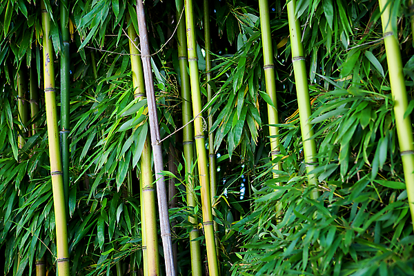 포토 JPG 해외이미지 나무 식물 아시아 문화 선 백그라운드 잎 자연 추상 건강 사람없음 장식 초록색 정원 일본 스파 중국 에너지 성장 신선 숲 열대우림 대나무 원예 생물학 동쪽 이국적 해외202004 해외포토 교육 나라 컬러 무늬 취미 방향 생태계 파일형식 이미지허브