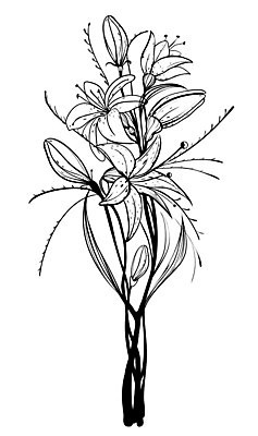 EPS 해외이미지 식물 디자인 꽃잎 꽃 꽃다발 백그라운드 잎 꽃무늬 일러스트 자연 미술 장식 정원 검은색 벚꽃 흰색 화려 우아함 백합 다발 그림 윤곽 고립 해외202004 해외일러스트 컬러 컨셉 무늬 문화예술 생태계 파일형식 벡터 이미지허브