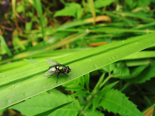 포토 JPG 해외이미지 식물 동물 곤충 백그라운드 자연 사람없음 초록색 황금 동물상 해외202004 해외포토 컬러 조형물 생태계 파일형식 이미지허브