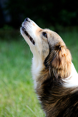포토 JPG 해외이미지 동물 척추동물 1 포유류 자연 털 앉기 사람없음 반려동물 갈색 머리 검은색 가축 흰색 개 강아지 무서움 모피 흰배경 사냥개 나무껍질 주둥이 송곳니 기르기 주목 해외202004 해외포토 나무 감정 컬러 백그라운드 모션 신체부위 껍질 치아 생태계 돌봄 파일형식 이미지허브