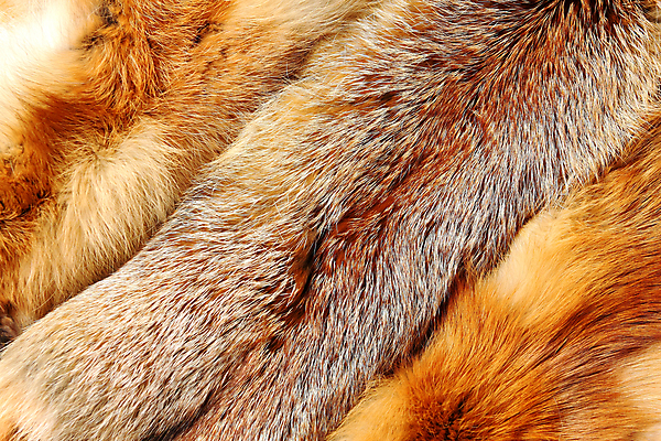 포토 JPG 해외이미지 동물 옷 백그라운드 자연 털 따뜻함 사람없음 빨간색 갈색 추위 코트 모피 피부 언덕 질감 사냥 여우 해외202004 해외포토 컬러 포유류 신체부위 외투 생태계 파일형식 이미지허브