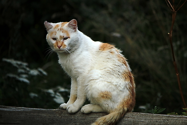 포토 JPG 해외이미지 동물 응시 여자 남자 꽃 얼굴 야생동물 포유류 자연 사람없음 야외 목재 빨간색 초록색 반려동물 노란색 머리 점프 검은색 고양이 회색 흰색 관찰 황무지 호기심 코 귀 노려봄 해외202004 해외포토 나무 식물 시선 감정 컬러 컨셉 재료 모션 표정 사람 신체부위 생태계 파일형식 이미지허브