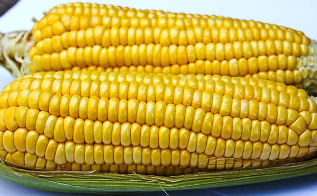 포토 JPG 해외이미지 식물 음식 백그라운드 패턴 농업 다이어트 채소 과일 재료 자연 생물 건강 옥수수 사람없음 농작물 컬러풀 농장 노란색 활발 수확 신선 황금 달콤 맛 낟알 시리얼 먹기 묘사 유기농 알맹이 날것 내추럴 고립 숙성 채식주의자 해외202004 해외포토 웰빙 산업 컬러 컨셉 무늬 모션 곡류 생태계 채식 파일형식 이미지허브