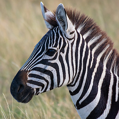 포토 JPG 해외이미지 동물 척추동물 한마리 여행 백그라운드 포유류 아프리카 자연 벽지 국립공원 사람없음 야외 가로 관광지 컬러풀 햇빛 고독 사파리 케냐 대가리 사바나 평야 해외202004 해외포토 1 공원 감정 나라 컬러 태양 생태계 파일형식 이미지허브