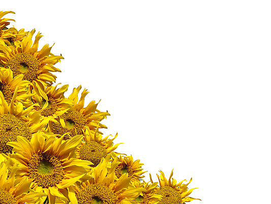 포토 JPG 해외이미지 식물 디자인 계절 꽃잎 꽃 줄기 백그라운드 꽃무늬 패턴 농업 자연 벽지 표면 추상 해바라기 프레임 미술 씨앗 사람없음 장식 컬러풀 환경 정원 벚꽃 신선 개화 묘사 유기농 질감 서식 꽃가루 제비 내추럴 꽃수술 생태학 많음 해외202004 해외포토 웰빙 교육 산업 컬러 컨셉 무늬 조류 문화예술 가루 생태계 파일형식 이미지허브