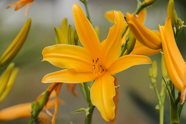 포토 JPG 해외이미지 식물 꽃잎 꽃 잎 꽃무늬 자연 아침 사람없음 초록색 컬러풀 노란색 정원 봄 벚꽃 개화 해외202004 해외포토 주간 계절 컬러 무늬 생태계 파일형식 이미지허브