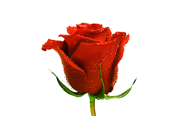 포토 JPG 해외이미지 식물 꽃잎 꽃 분홍색 꽃다발 결혼 백그라운드 꽃무늬 데이트 자연 휴가 발렌타인데이 선물 사랑 이벤트 사람없음 장식 빨간색 초록색 장미 머리 정원 꿈 벚꽃 흰색 축하 인사 신선 생일 액체 떨어짐 이슬 유혹 오브젝트 싱글 열정 개성 고립 완전 해외202004 해외포토 기념일 감정 컬러 컨셉 무늬 데이이벤트 신체부위 예절 생태계 파일형식 이미지허브