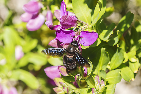 포토 JPG 해외이미지 식물 꽃 화분 분홍색 곤충 백그라운드 잎 꽃무늬 자연 사람없음 초록색 파란색 정원 보라색 봄 들꽃 개화 냄비 작음 자주색 지중해 목수 제비꽃 묘사 원예 상록수 라일락 내추럴 석회암 해외202004 해외포토 동물 직업 계절 바다 컬러 무늬 취미 암석 솥 크기 생태계 파일형식 이미지허브