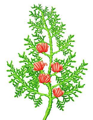 포토 JPG 해외이미지 식물 꽃 줄기 분홍색 잎 일러스트 자연 경사 사람없음 장식 빨간색 초록색 새싹 환경 정원 봄 성장 나뭇가지 신선 개화 닫기 작음 자주색 묘사 오브젝트 원예 내추럴 미니 그리너리 해외202004 해외포토 나무 계절 컬러 모션 취미 크기 생태계 파일형식 트랜드컬러 이미지허브