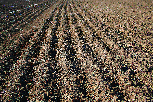 포토 JPG 해외이미지 밭 농업 씨앗 사람없음 흙 땅 세련 해외202004 해외포토 식물 산업 파일형식 이미지허브