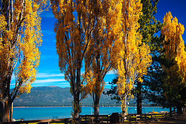 포토 JPG 해외이미지 나무 계절 호수 북아메리카 자연 산 풍경 사람없음 야외 아웃포커스 가로 물 관광지 컬러풀 햇빛 노란색 미국 가을 캘리포니아 해외202004 해외포토 자연요소 식물 컬러 여행 촬영기법 아메리카 태양 생태계 파일형식 이미지허브