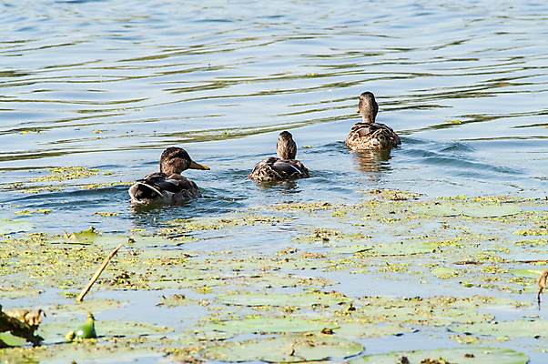 포토 JPG 해외이미지 동물 남자 물결 야생동물 백그라운드 날개 자연 조류 아침 오리 사람없음 야외 초록색 물 여름 파란색 빛 반려동물 강 농장 반사 평화 봄 거울 흰색 시골 연못 그룹 깃털 사냥 엽서 솜털 물새 청둥오리 내추럴 해외202004 해외포토 주간 자연요소 계절 컬러 컨셉 농업 사람 편지 생태계 파일형식 이미지허브