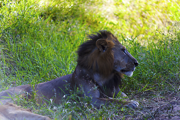 포토 JPG 해외이미지 식물 야생동물 포유류 아프리카 휴식 털 사람없음 초록색 머리 고양이 황무지 사자 갈기 동물상 탄자니아 해외202004 해외포토 동물 나라 컬러 컨셉 신체부위 반려동물 조형물 파일형식 이미지허브