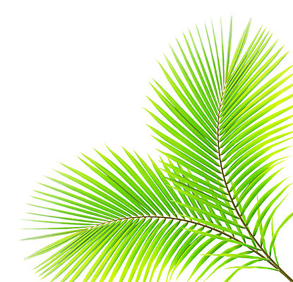 포토 JPG 해외이미지 나무 식물 줄기 백그라운드 잎 패턴 곡선 자연 손바닥 사람없음 초록색 성장 흰색 나뭇가지 숲 코코넛 고립 해외202004 해외포토 손 선 컬러 무늬 과일 생태계 파일형식 이미지허브