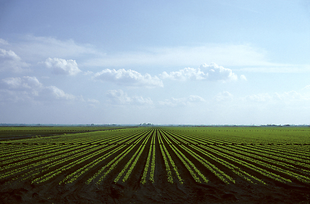 포토 JPG 해외이미지 식물 밭 농업 사람없음 농작물 농장 당근 밭일 심기 줄서기 해외202004 해외포토 산업 모션 뿌리채소 파일형식 이미지허브