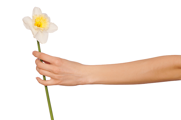 포토 JPG 해외이미지 식물 1 손 여자 꽃잎 꽃 꽃무늬 손가락 가족 자연 부활절 사랑 사람 사람없음 초록색 노란색 봄 흰색 잡기 개화 배열 눈물 싱글 수선화 내추럴 고립 해외202004 해외포토 계절 기념일 감정 컬러 무늬 관계 모션 신체부위 생태계 파일형식 이미지허브