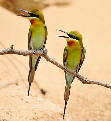 포토 JPG 해외이미지 동물 공원 아시아 야생동물 날개 오렌지 태국 자연 조류 휴식 생물 동양인 사람없음 야외 초록색 컬러풀 햇빛 머리 환경 검은색 자유 흰색 나뭇가지 가시 보호 척추 깃털 속도 꼬리 사냥 부리 꿀 경보 동물상 생태학 해외202004 해외포토 나무 공공시설 교육 나라 컬러 컨셉 과일 뼈 인종 신체부위 태양 조형물 생태계 파일형식 이미지허브