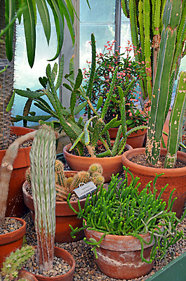 포토 JPG 해외이미지 식물 꽃 잎 자연 선인장 사람없음 초록색 정원 사막 냄비 원예 온실 해외202004 해외포토 컬러 취미 솥 생태계 파일형식 이미지허브