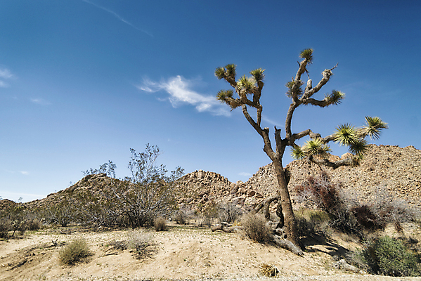포토 JPG 해외이미지 나무 식물 구름 지구 여행 자연 하늘 날씨 휴가 산 거리 건조 국립공원 풍경 사람없음 야외 여름 파란색 미국 사막 황무지 고독 화산 캘리포니아 암초 멀리 서쪽 원정 지질학 수평선 해외202004 해외포토 자연요소 계절 공원 교육 감정 컬러 북아메리카 방향 생태계 파일형식 이미지허브