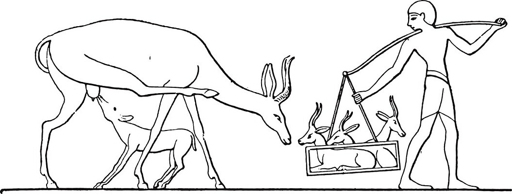 EPS 해외이미지 일러스트 자연 초식동물 종류 미술 사람 사람없음 검은색 골동품 흰색 잡기 역사 그림 영양 판화 적재 가젤 옛날 해외202004 해외일러스트 동물 컬러 모션 문화예술 생태계 파일형식 벡터 이미지허브