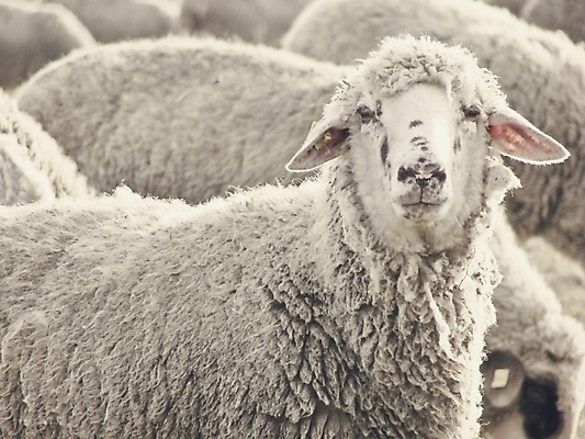 포토 JPG 해외이미지 벽지 사람없음 머리 양 양치기 버드나무 부드러움 양모 접기 찰과상 해외202004 해외포토 나무 직업 포유류 모션 신체부위 직물 감각 상처 파일형식 이미지허브