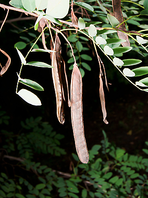 포토 JPG 해외이미지 나무 식물 계절 잎 과일 부분 자연 매달리기 씨앗 풍경 사람없음 야외 가로 갈색 노란색 나뭇가지 묘사 완두콩 내추럴 아카시아 꼬투리 해외202004 해외포토 컬러 모션 콩 생태계 파일형식 이미지허브