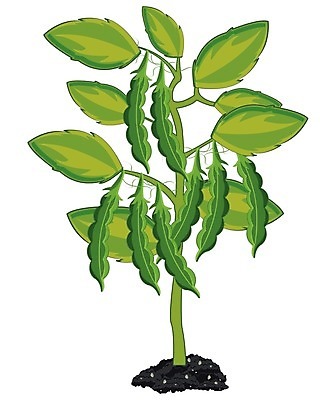 EPS 해외이미지 식물 음식 농업 일러스트 자연 콩 초록색 정원 소리 촉촉함 신선 상품 유기농 완두콩 시트 꼬투리 땅바닥 채식주의자 해외202004 해외일러스트 웰빙 산업 컬러 곡류 바닥 젖음 생태계 채식 파일형식 벡터 이미지허브