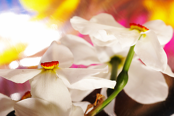 포토 JPG 해외이미지 식물 꽃 백그라운드 선물 사랑 사람없음 장식 봄 벚꽃 흰색 수선화 정물화 해외202004 해외포토 계절 감정 컬러 그림 파일형식 이미지허브