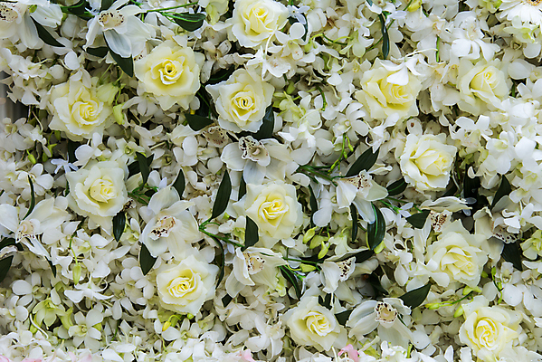 포토 JPG 해외이미지 식물 계절 꽃 꽃다발 백그라운드 잎 꽃무늬 패턴 자연 사람없음 장식 빨간색 초록색 컬러풀 머리 보라색 봄 벚꽃 흰색 다발 내추럴 해외202004 해외포토 컬러 무늬 신체부위 생태계 파일형식 이미지허브