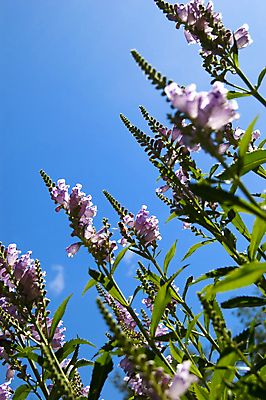 포토 JPG 해외이미지 식물 계절 공원 꽃잎 꽃 행복 꽃다발 백그라운드 잎 꽃무늬 자연 하늘 발렌타인데이 사람없음 야외 초록색 여름 파란색 컬러풀 햇빛 태양 노란색 정원 보라색 침묵 봄 활발 벚꽃 하트 축하 신선 꽃집 엽서 꽃가루 꿀 내추럴 강렬 해외202004 해외포토 자연요소 모양 공공시설 감정 컬러 컨셉 무늬 데이이벤트 상점 소리 가루 편지 생태계 파일형식 이미지허브