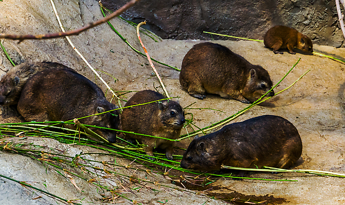 포토 JPG 해외이미지 동물 포유류 가족 아프리카 털 함께함 동물원 종류 사람없음 반려동물 갈색 검은색 식사 나뭇가지 토끼 그룹 설치류 망토 모피 먹기 수유 식민지 이국적 인기 초식 해외202004 해외포토 나무 나라 컬러 컨셉 관계 모션 파일형식 이미지허브