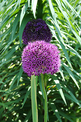 포토 JPG 해외이미지 식물 꽃잎 꽃 분홍색 백그라운드 꽃무늬 자연 사람없음 초록색 컬러풀 노란색 정원 보라색 봄 벚꽃 흰색 닫기 내추럴 고립 어머니의날 해외202004 해외포토 계절 기념일 컬러 무늬 모션 생태계 미국문화 파일형식 이미지허브