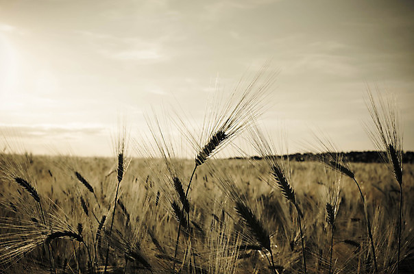 포토 JPG 해외이미지 식물 구름 계절 음식 빵 줄기 백그라운드 밭 농업 자연 하늘 건조 옥수수 씨앗 풍경 사람없음 야외 여름 파란색 빛 농작물 햇빛 태양 농장 농경지 노란색 일출 환경 맑음 수확 성장 시골 황금 낟알 땅 시리얼 밀 보리 귀 장면 밀짚 숙성 호밀 수평선 해외202004 해외포토 자연요소 산업 컬러 날씨 곡류 신체부위 노을 짚 생태계 파일형식 이미지허브