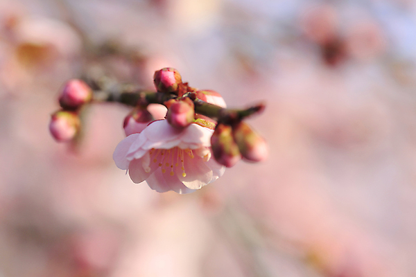 포토 JPG 해외이미지 나무 식물 꽃 분홍색 사람없음 노란색 일본 봄 흰색 신선 자두 해외202004 해외포토 계절 아시아 컬러 과일 파일형식 이미지허브