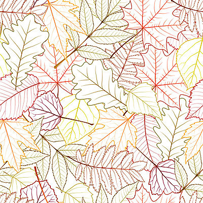 EPS 해외이미지 나무 식물 계절 공원 실루엣 백그라운드 단풍 낙엽 잎 꽃무늬 패턴 일러스트 자연 포도 건조 빨간색 초록색 세트 컬러풀 갈색 노란색 검은색 가을 흰색 숲 9월 자작나무 10월 내추럴 강렬 고립 색칠공부 해외202004 해외일러스트 공공시설 꽃 컬러 무늬 과일 촬영기법 학습 색칠 날짜 생태계 파일형식 벡터 이미지허브