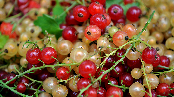포토 JPG 해외이미지 열매 백그라운드 사람없음 빨간색 농작물 노란색 맛 건포도 많음 해외202004 해외포토 식물 컬러 컨셉 농업 포도 건과일 파일형식 이미지허브