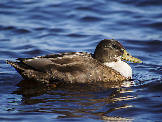 포토 JPG 해외이미지 1 계절 공원 호수 야생동물 자연 조류 오리 사람없음 야외 초록색 물 강 컬러풀 반사 갈색 머리 활발 연못 깃털 사냥 부리 사냥꾼 거위 물새 청둥오리 계산서 내추럴 채식주의자 해외202004 해외포토 자연요소 동물 직업 공공시설 컬러 컨셉 신체부위 생태계 채식 파일형식 이미지허브