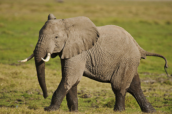 포토 JPG 해외이미지 동물 야생동물 포유류 아프리카 코끼리 사람없음 케냐 해외202004 해외포토 나라 파일형식 이미지허브