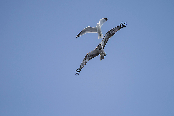 포토 JPG 해외이미지 나무 동물 계절 호수 바다 여행 조류 하늘 휴식 노르웨이 사람 풍경 사람없음 야외 목재 초록색 물 여름 파란색 강 컬러풀 반사 노란색 맑음 침묵 보트 해외202004 해외포토 자연요소 식물 유럽 컬러 컨셉 배_교통 재료 날씨 소리 파일형식 이미지허브