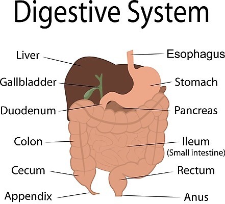 EPS 해외이미지 디자인 백그라운드 일러스트 건강 사람없음 내부 그래픽 건강관리 인포그래픽 흰색 장기 간 췌장 고립 해외202004 해외일러스트 컬러 신체 관리 장기_의학 파일형식 벡터 이미지허브