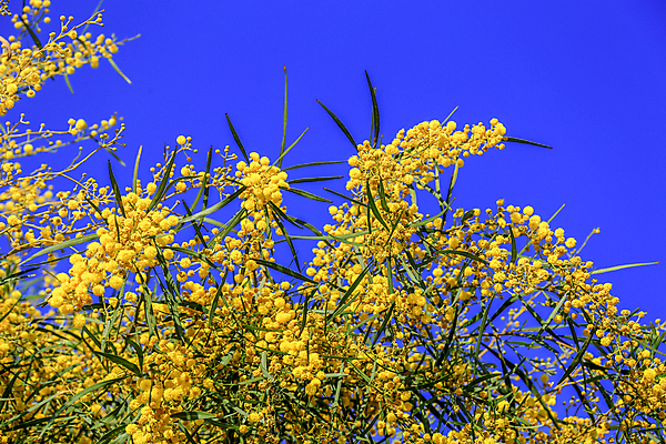 포토 JPG 해외이미지 나무 식물 계절 꽃 백그라운드 잎 꽃무늬 자연 하늘 부활절 프레임 발렌타인데이 사람없음 야외 장식 초록색 파란색 컬러풀 햇빛 태양 노란색 맑음 봄 벚꽃 나뭇가지 신선 개화 배열 엽서 부드러움 솜털 내추럴 아카시아 카피스페이스 어머니의날 해외202004 해외포토 자연요소 기념일 컬러 무늬 데이이벤트 날씨 공백 감각 편지 생태계 미국문화 파일형식 이미지허브